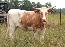 Heifer calf 2023 HelloDarlinxRingaBandita