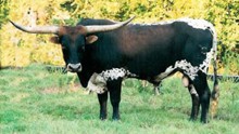 Gatillero