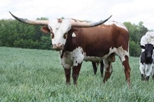 Rio Blanco Chex