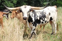 RIO BRAVO CHEX
