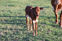 007 Catchit x Grey Eagle Bull Calf