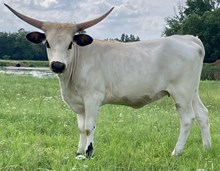 RAE MOORE WHITE HEIFER