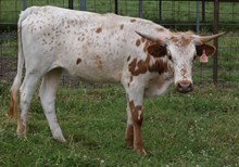 Reflection 23 Heifer