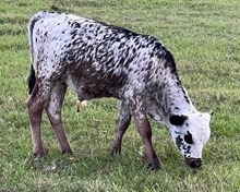 6H LUCK BE A LADY BULL CALF