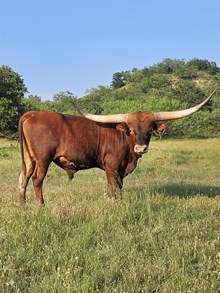 DEL CHARRO X HR REBEL BANG BULL CALF