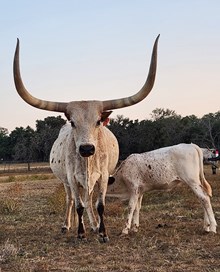 TONKAWA DERRINGERS CANDY