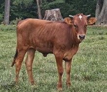 24 Harmony Heifer