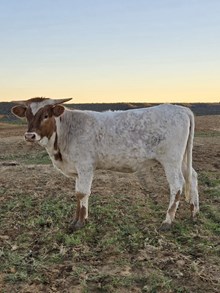 WL COWGIRL MAGGIE x SOR SUPER DUTY 24