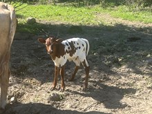 Pop Heifer Calf