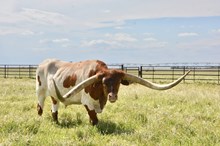 TS Salt Lick