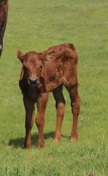 Allens' Anna CB's 3/10/24 heifer