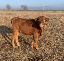 SL Cowboy Grande x Bayou Holly TAG 402