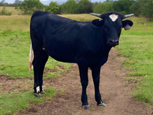 Drumbeat Heifer