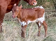 Cheyenne Bull Calf 2024