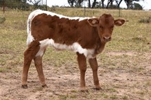 CATCH OF BEAUTY BULL CALF