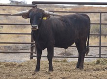 Jamoka Star 23 bull