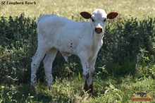 MAISEY'S BULL CALF