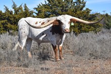 Maggie May Bull Calf 207