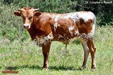 ROYAL'S BULL CALF