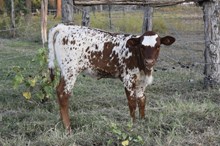 DON x Sonata heifer calf