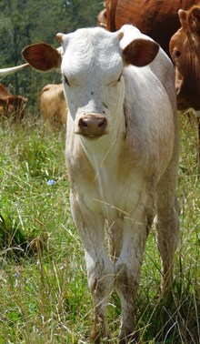 DEMO X WHITETAIL HEIFER