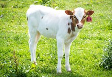 2024 HEIFER (SASSAFRAS)