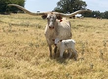 Bull Calf (Ferdinand x Tuff Lady)