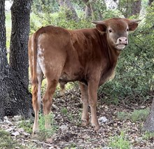 Mellow dreams steer FF 623