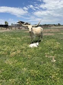 Golden Riches heifer 24