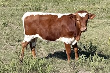 443 HCC Unnamed Bull (Harmony)