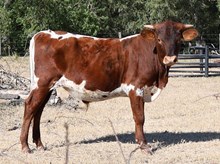 RO Sweet Robin x Cash on Cash RO bull calf