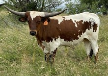 Thunder Blade (Steer)