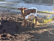 Mesquite Heifer Calf