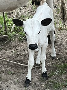 Annie Heifer Calf