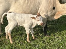 Auntie Ann Bull Calf