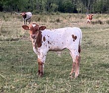 Hangin' Treasure x Sierra Whisky bull calf