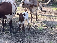 Tempting Lady Heifer Callf