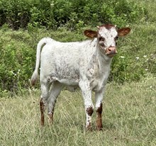 FF Painted Quilt heifer 324