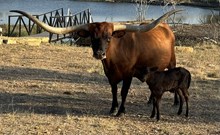 Monica Bull Calf