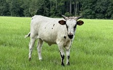 Rio Trasha Heifer