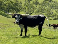 SLL HYPNOTIZE (BUTLER COW)