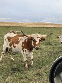 RMCC Top Cowgirl