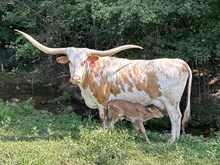 Pearl heifer