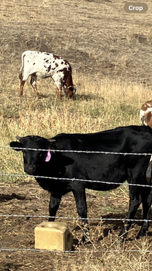 Packing Gold X Double Pearl 24 Heifer