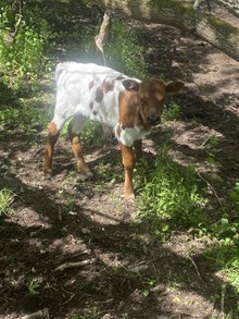 Jiggy Dance x Rain Man (Heifer)