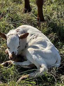 Cinnamon’s steer 