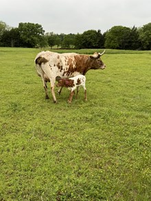 Tough Dance Heifer