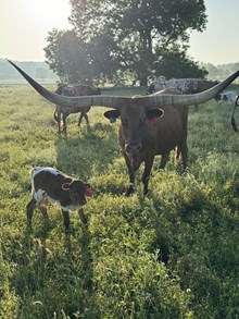 Molly With A Swag Heifer