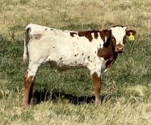 Lucy 24 steer