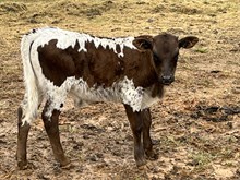 Bull Calf